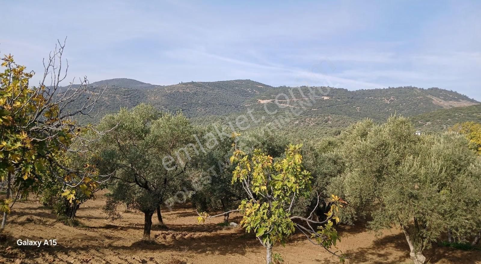 Şirince Yolu Üzerinde Harika Zeytinlik Ve İncirlik - Görsel 30