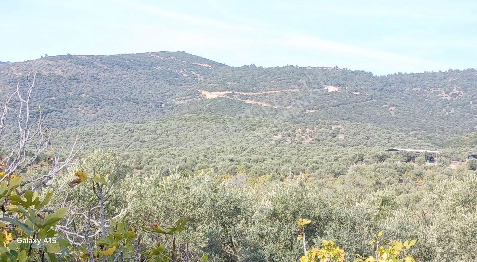 Şirince Yolu Üzerinde Harika Zeytinlik Ve İncirlik - Görsel 20