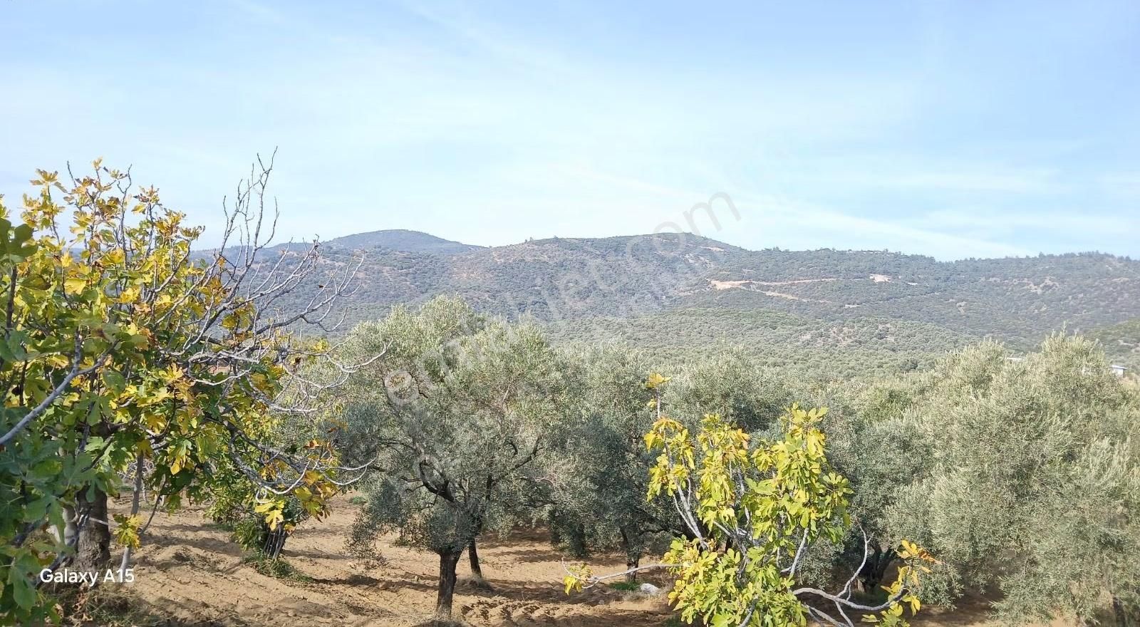 Şirince Yolu Üzerinde Harika Zeytinlik Ve İncirlik - Görsel 25