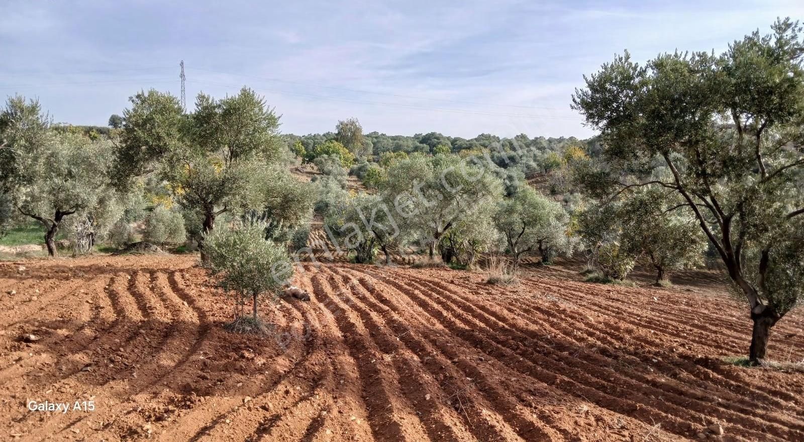 Şirince Yolu Üzerinde Harika Zeytinlik Ve İncirlik - Görsel 9