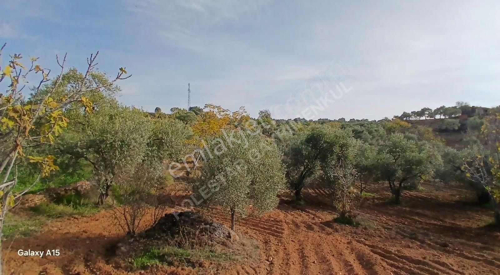 Şirince Yolu Üzerinde Harika Zeytinlik Ve İncirlik - Görsel 22