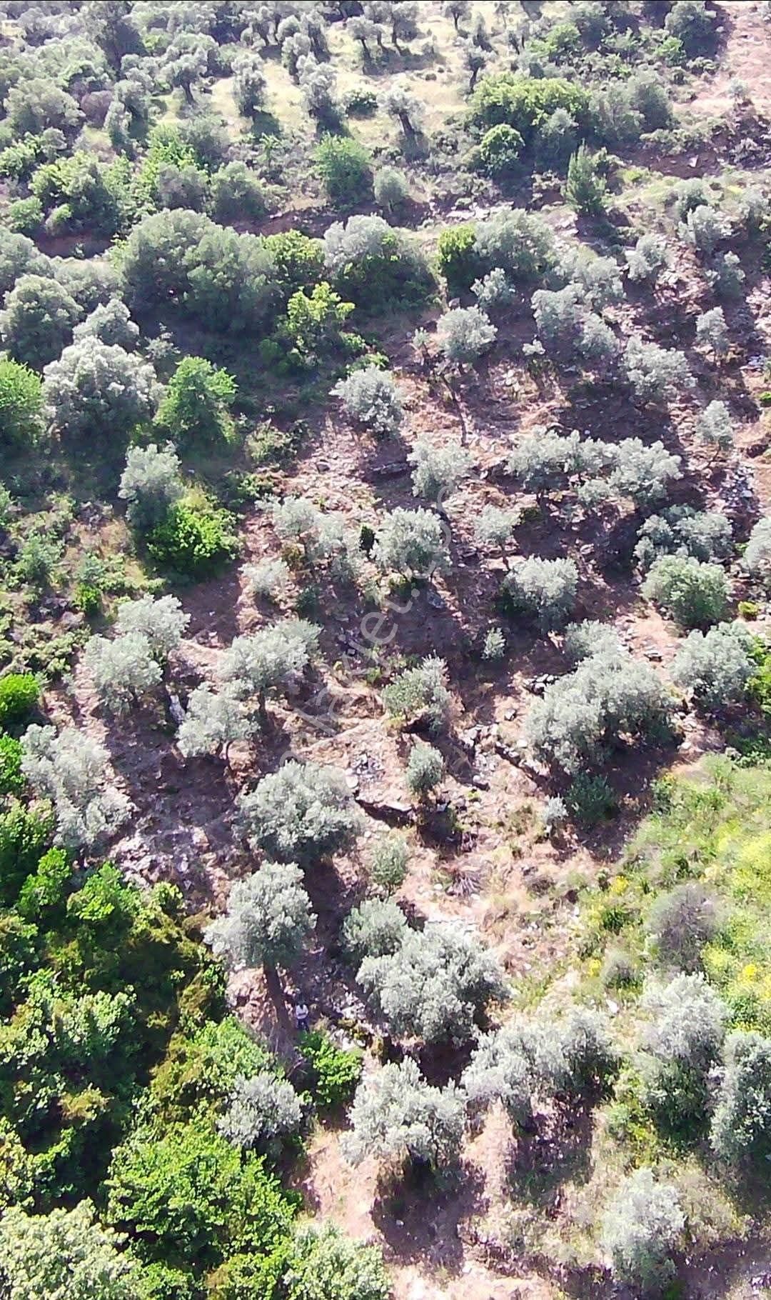Bayındır Yakapınar Köyünde Satılık Zeytinlik - Görsel 3