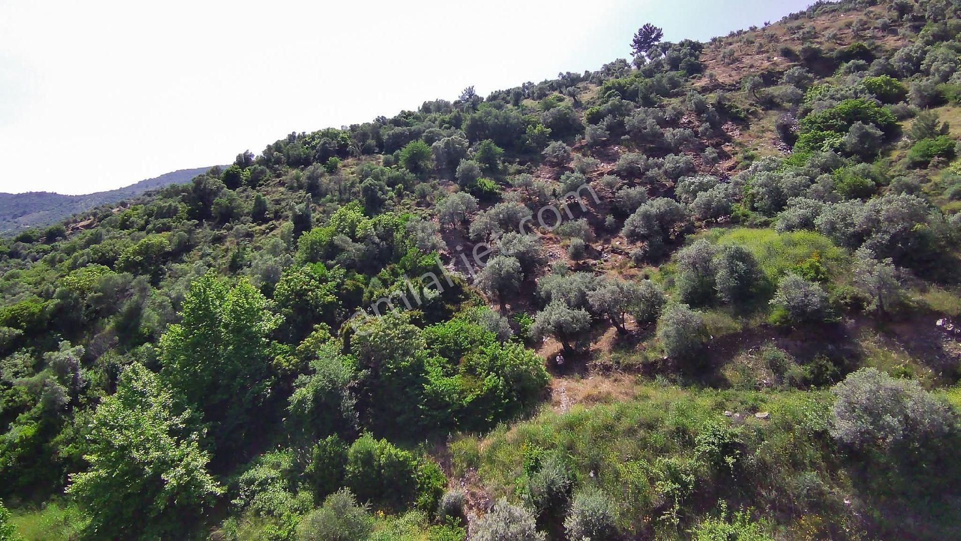 Bayındır Yakapınar Köyünde Satılık Zeytinlik - Görsel 7
