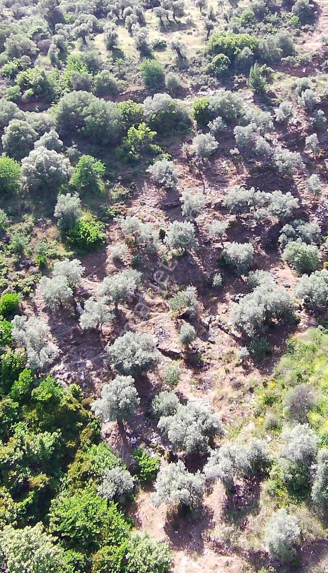 Bayındır Yakapınar Köyünde Satılık Zeytinlik - Görsel 2