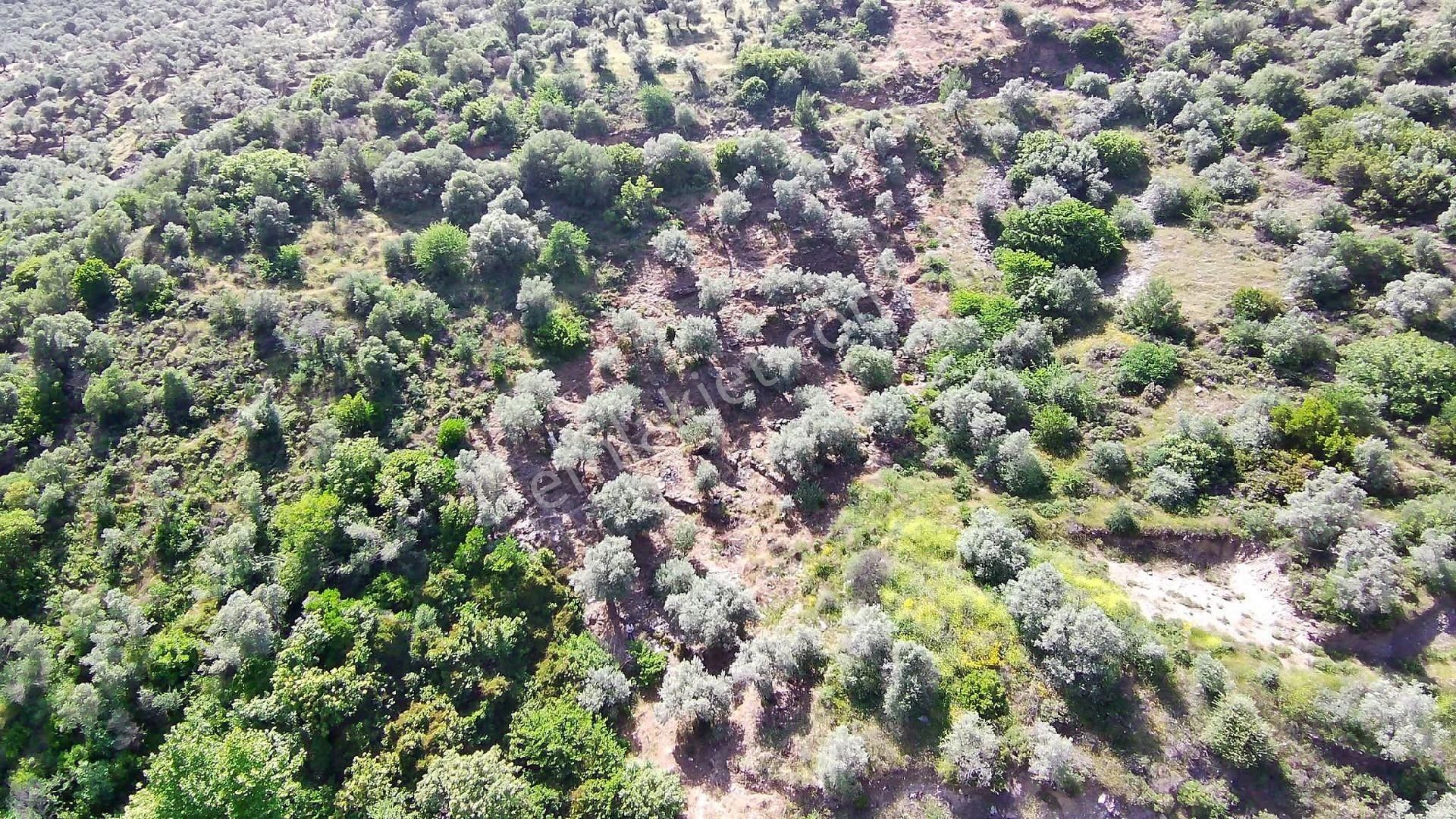 Bayındır Yakapınar Köyünde Satılık Zeytinlik - Görsel 12