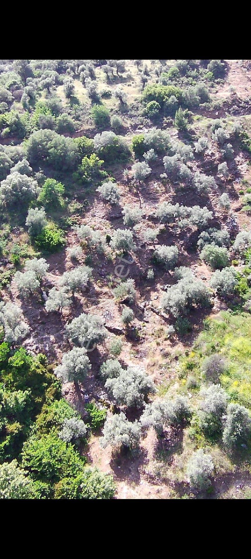 Bayındır Yakapınar Köyünde Satılık Zeytinlik