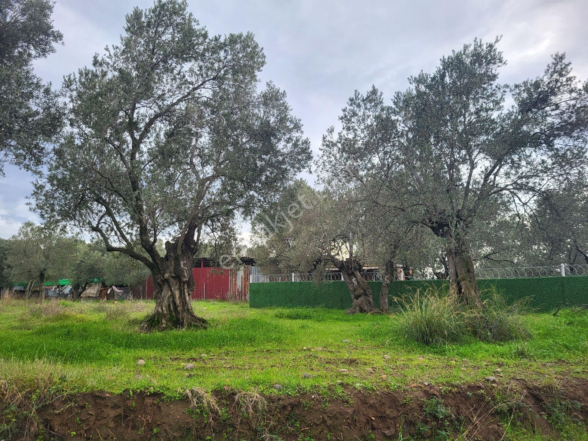 Belde Yerleşim Yeri Yakını 20 Ağaç Satılık Zeytin Bahçesi - Görsel 2