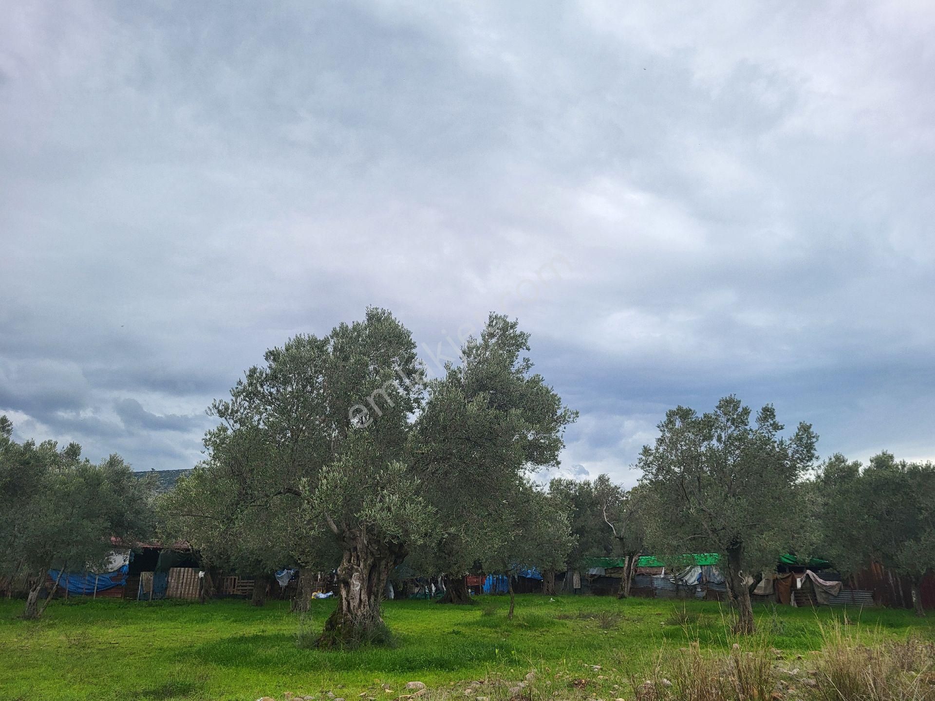 Belde Yerleşim Yeri Yakını 20 Ağaç Satılık Zeytin Bahçesi - Görsel 5