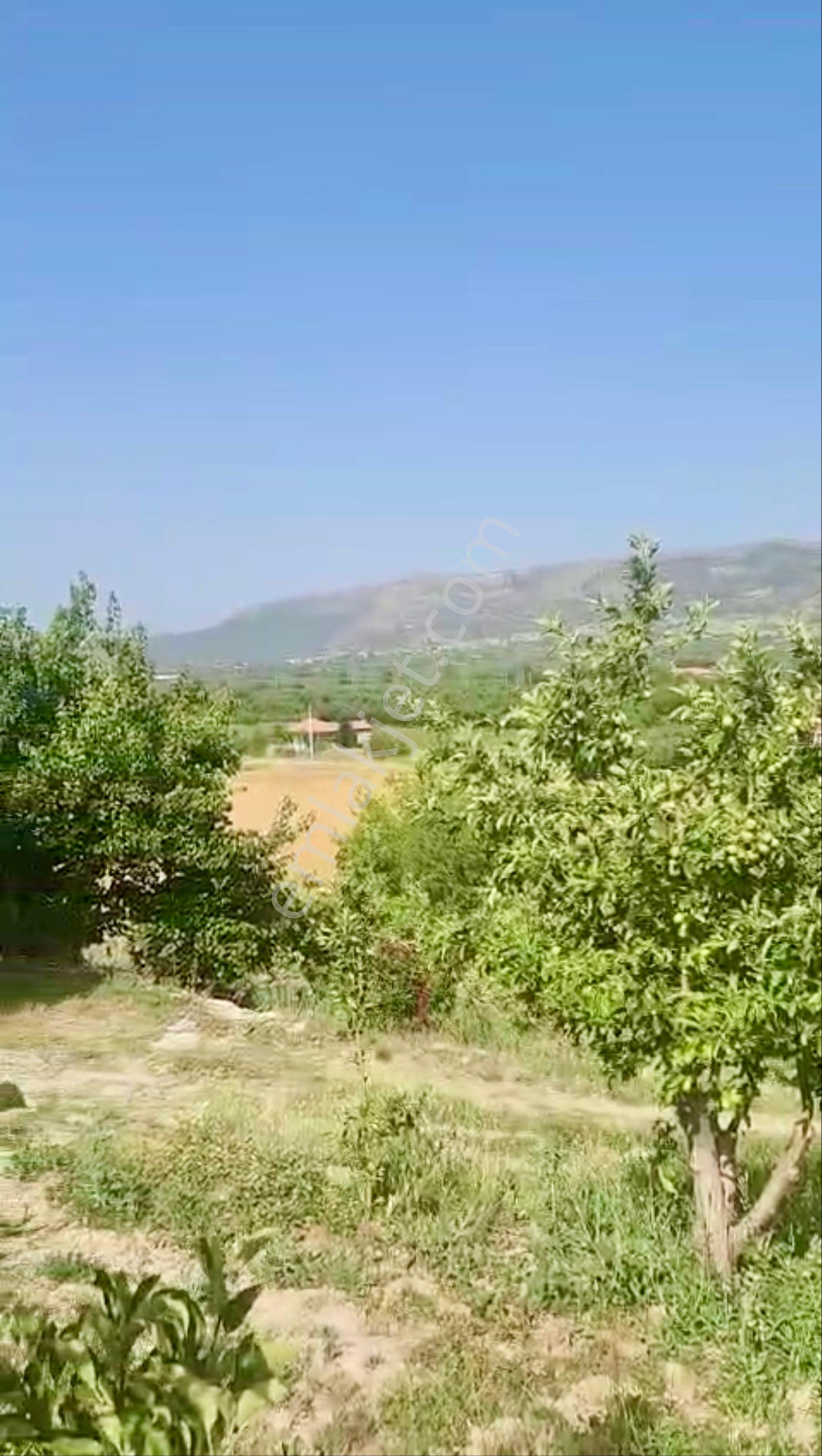 Avcular Emlak Dan Satılık Elma Bahçesi Isparta Gelendost - Görsel 13