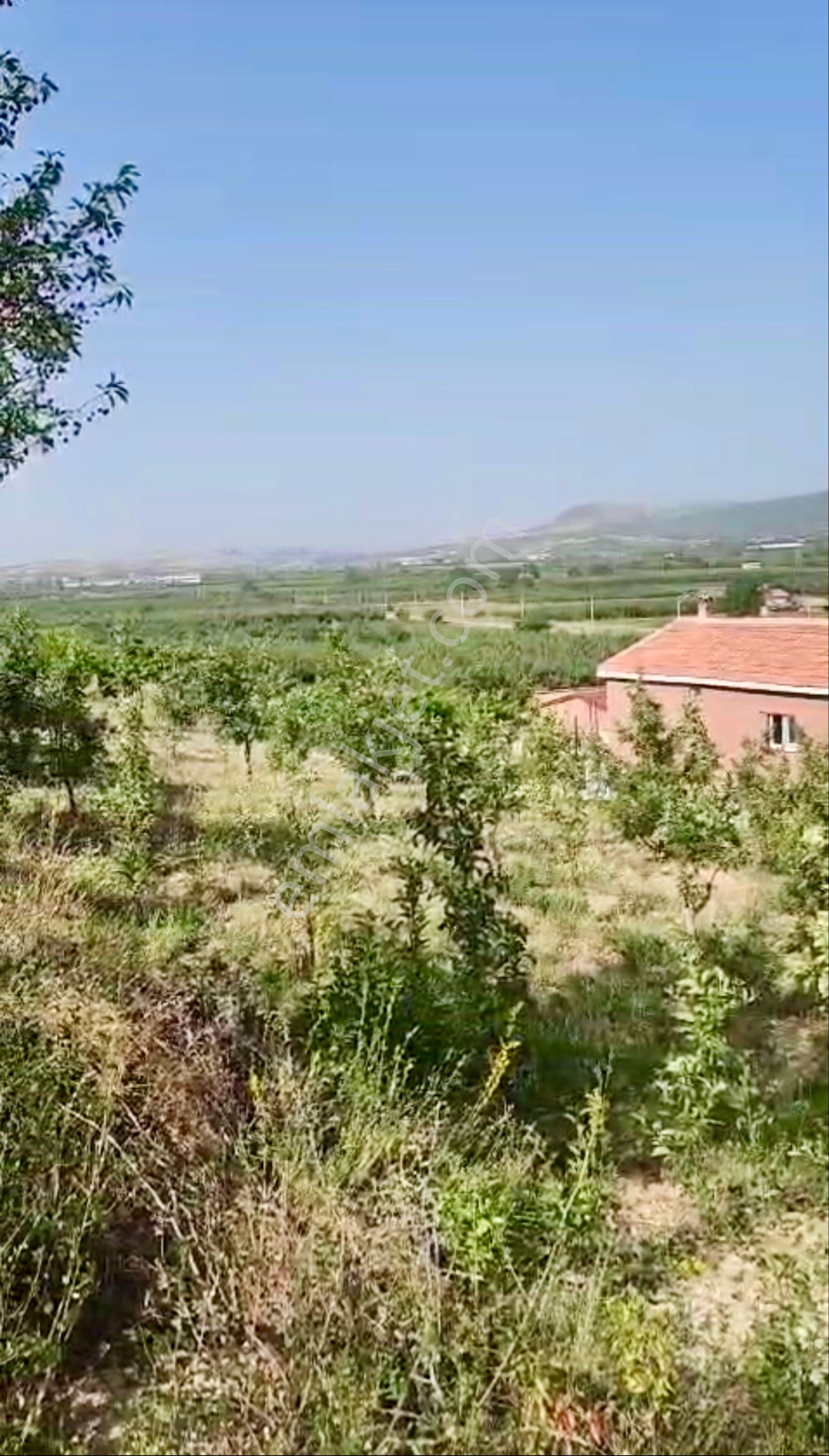Avcular Emlak Dan Satılık Elma Bahçesi Isparta Gelendost - Görsel 5
