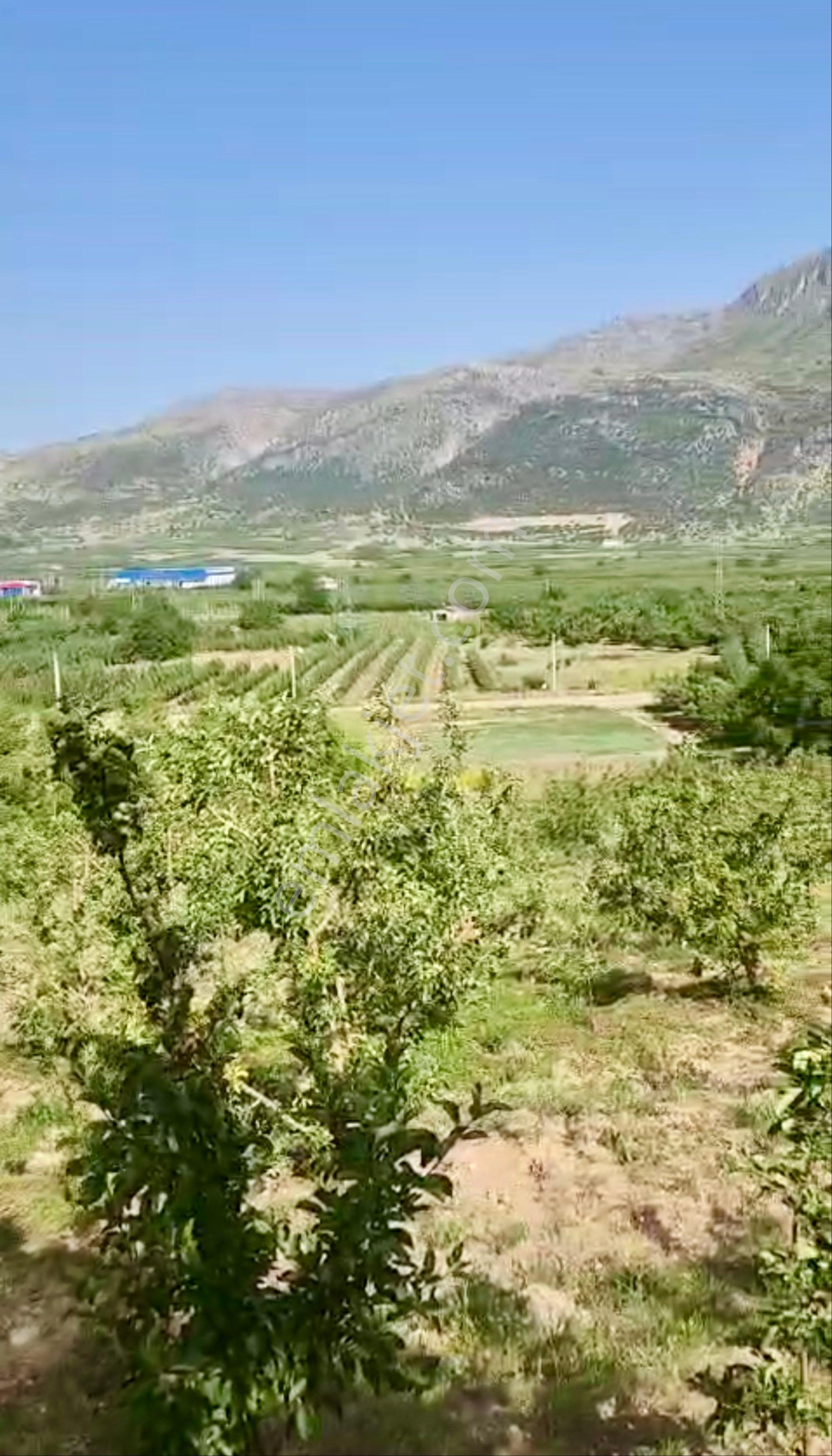Avcular Emlak Dan Satılık Elma Bahçesi Isparta Gelendost - Görsel 11