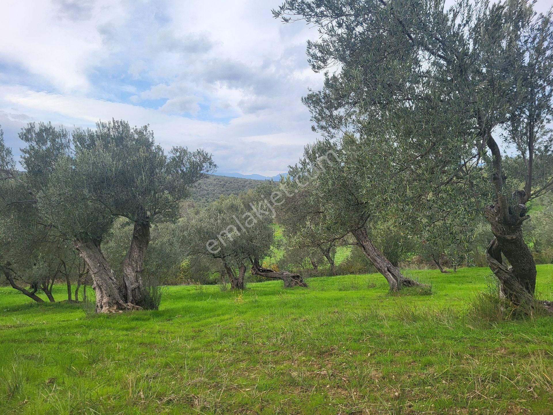 Havran Hamambaşında Satılık 1.700 M2 Zeytin Bahçesi - Görsel 4