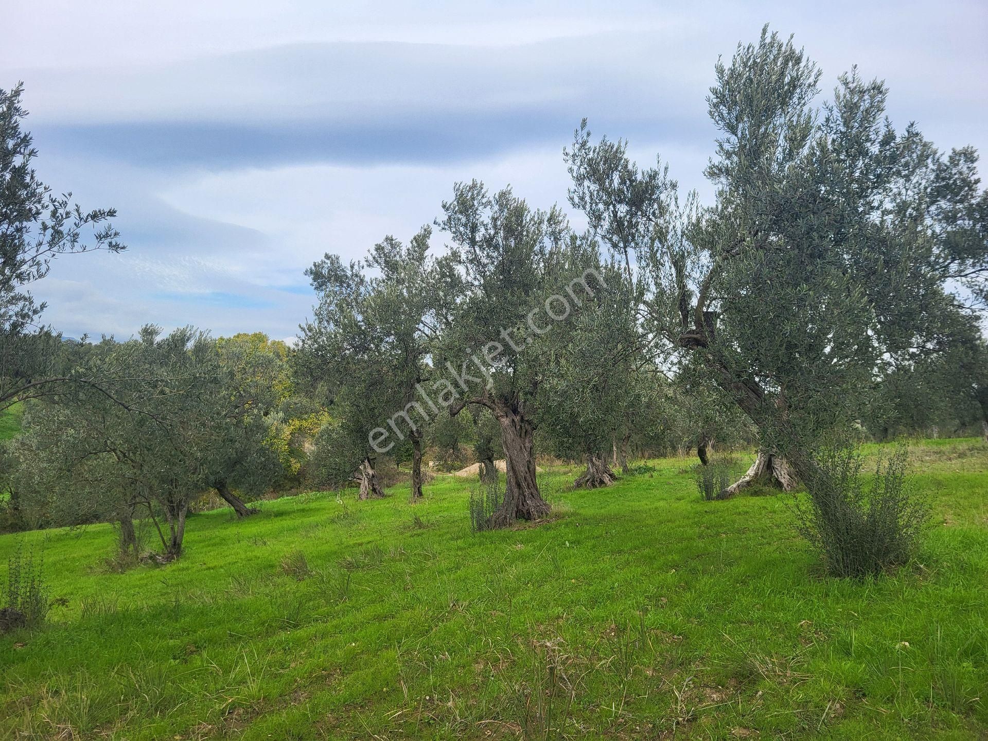 Havran Hamambaşında Satılık 1.700 M2 Zeytin Bahçesi - Görsel 7