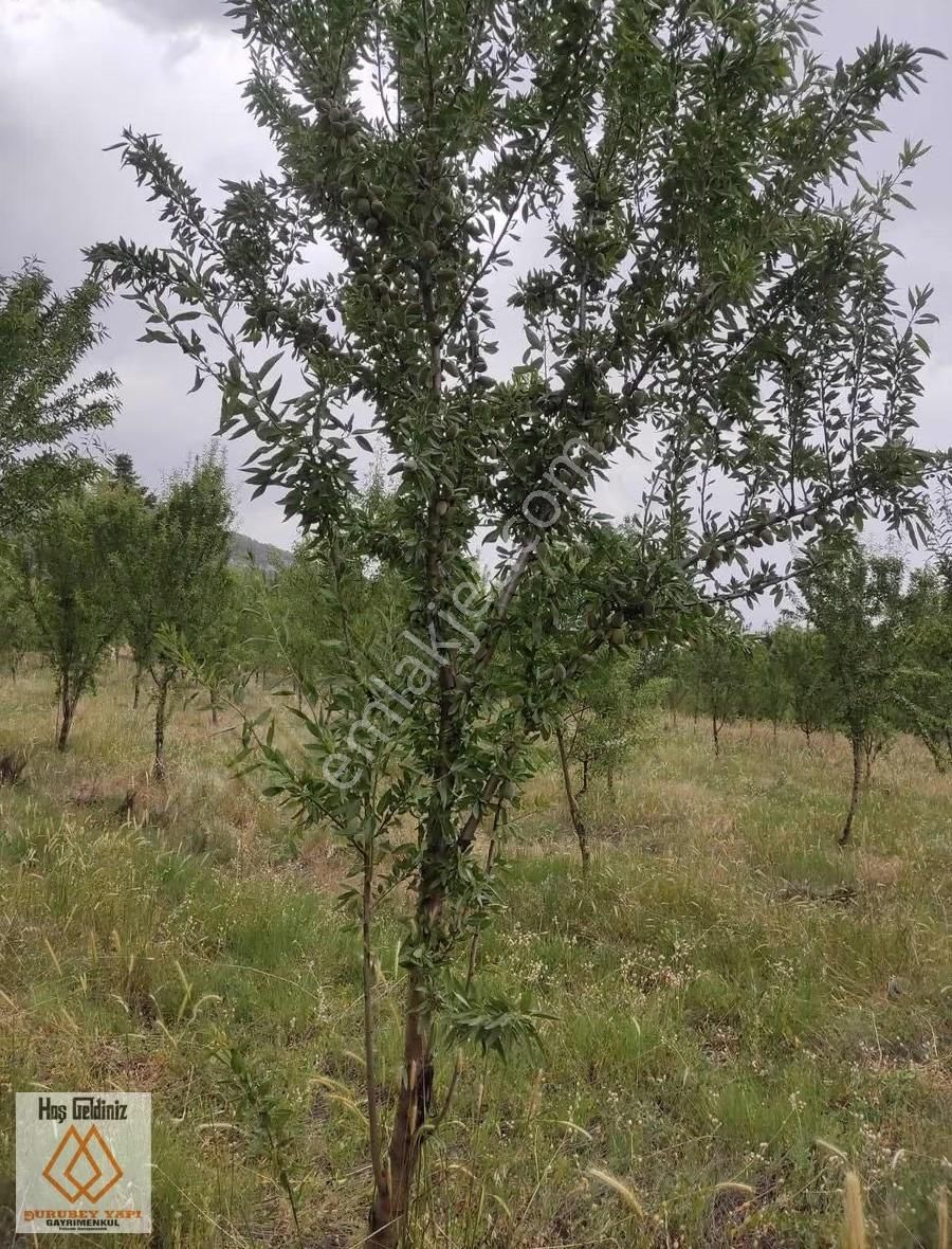 Yatırımlık Yıllık 1.500 Kilo Mahsül Veren Badem Bahçeleri - Görsel 12