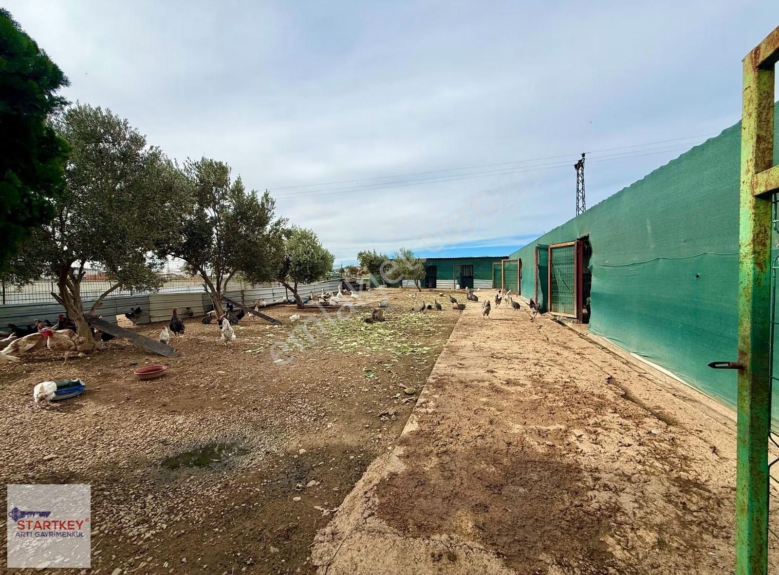 İzmir Menderes Satılık Çiftlik - Görsel 12