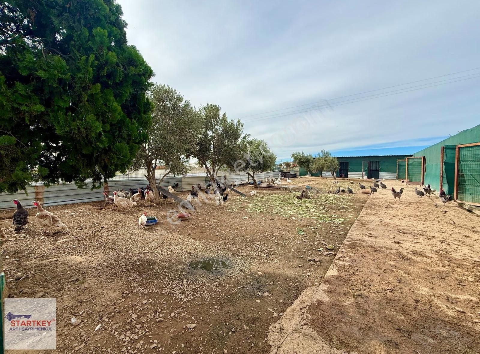 İzmir Menderes Satılık Çiftlik