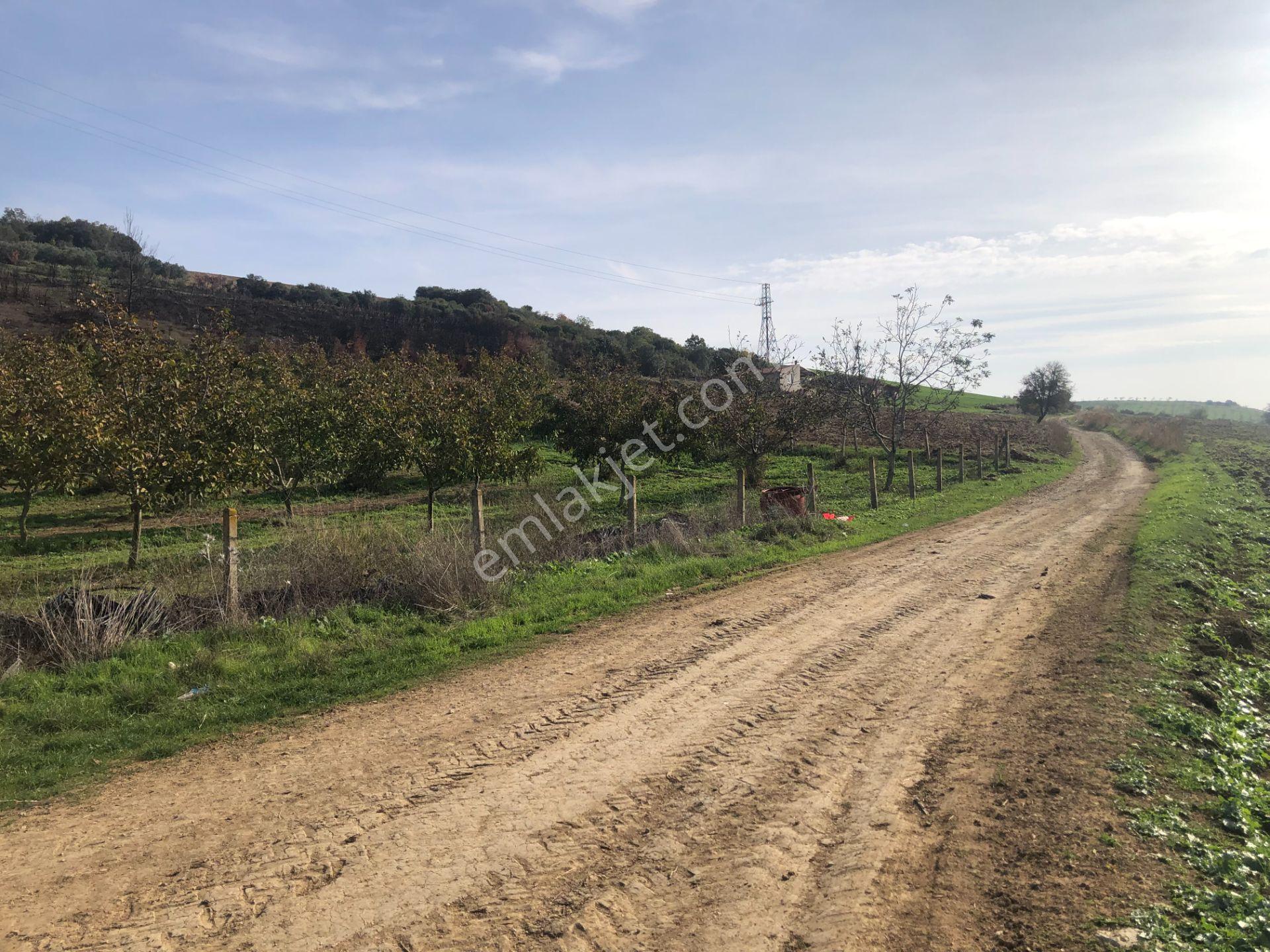 Şarköy De Işık Emlaktan İstiklal Mah De 14500 M2 Cevizlik - Görsel 26