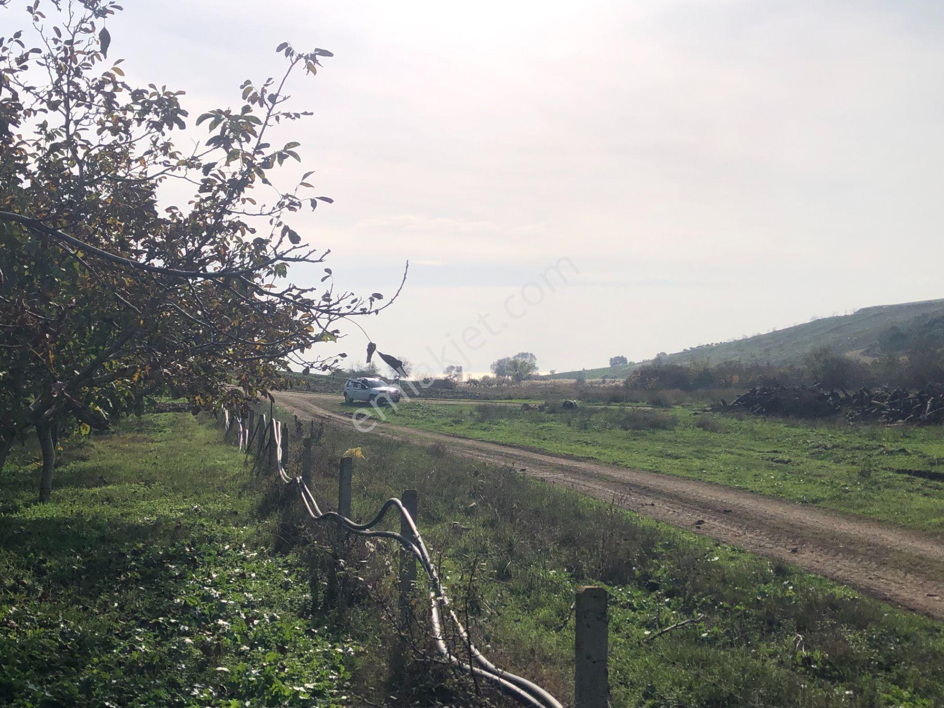 Şarköy De Işık Emlaktan İstiklal Mah De 14500 M2 Cevizlik