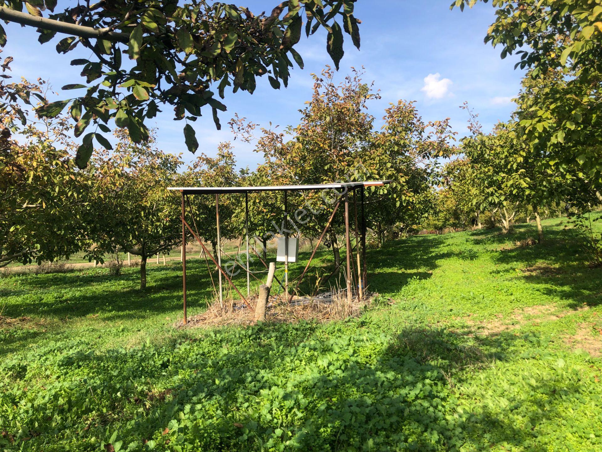 Şarköy De Işık Emlaktan İstiklal Mah De 14500 M2 Cevizlik - Görsel 19