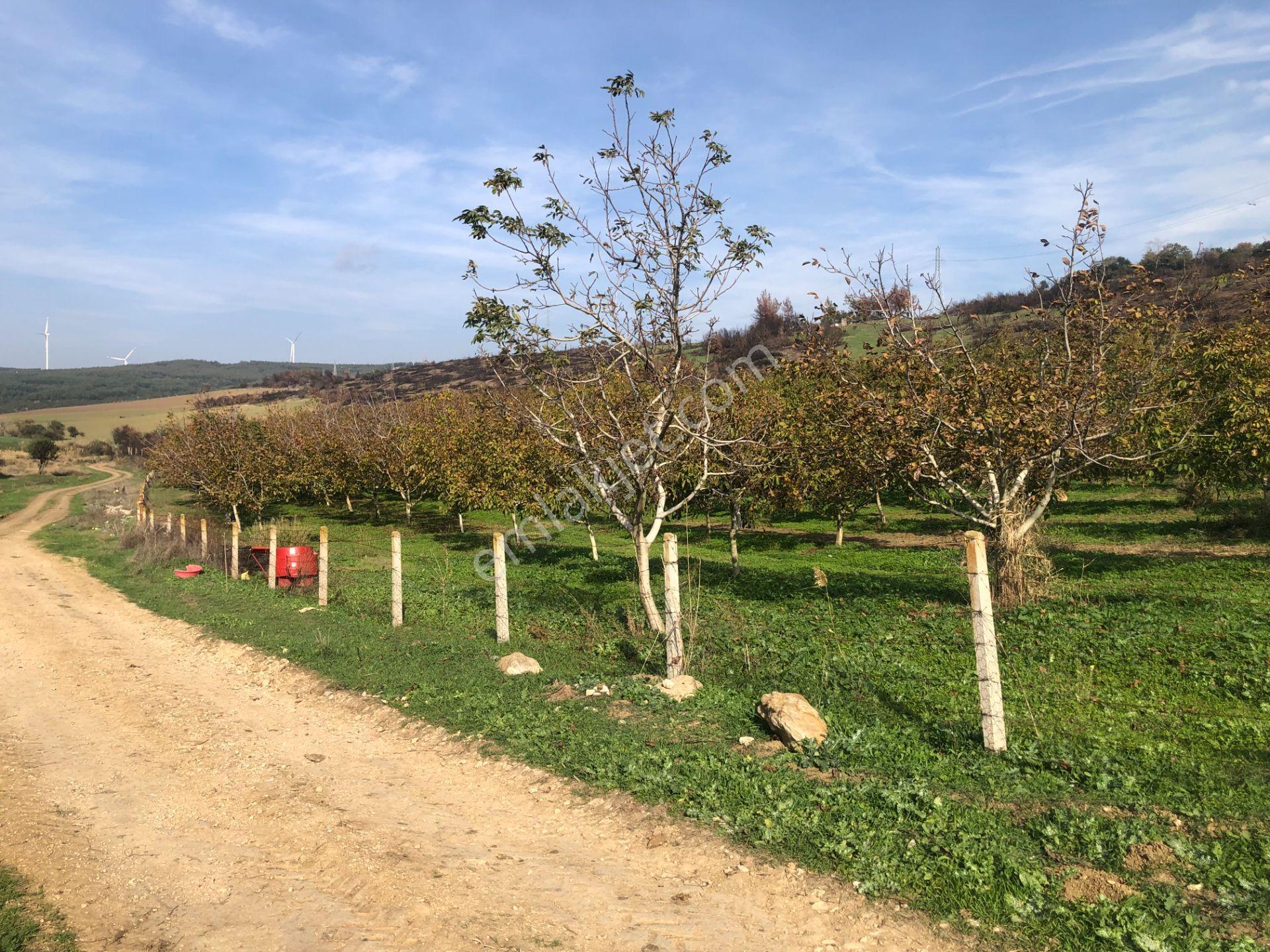 Şarköy De Işık Emlaktan İstiklal Mah De 14500 M2 Cevizlik - Görsel 24