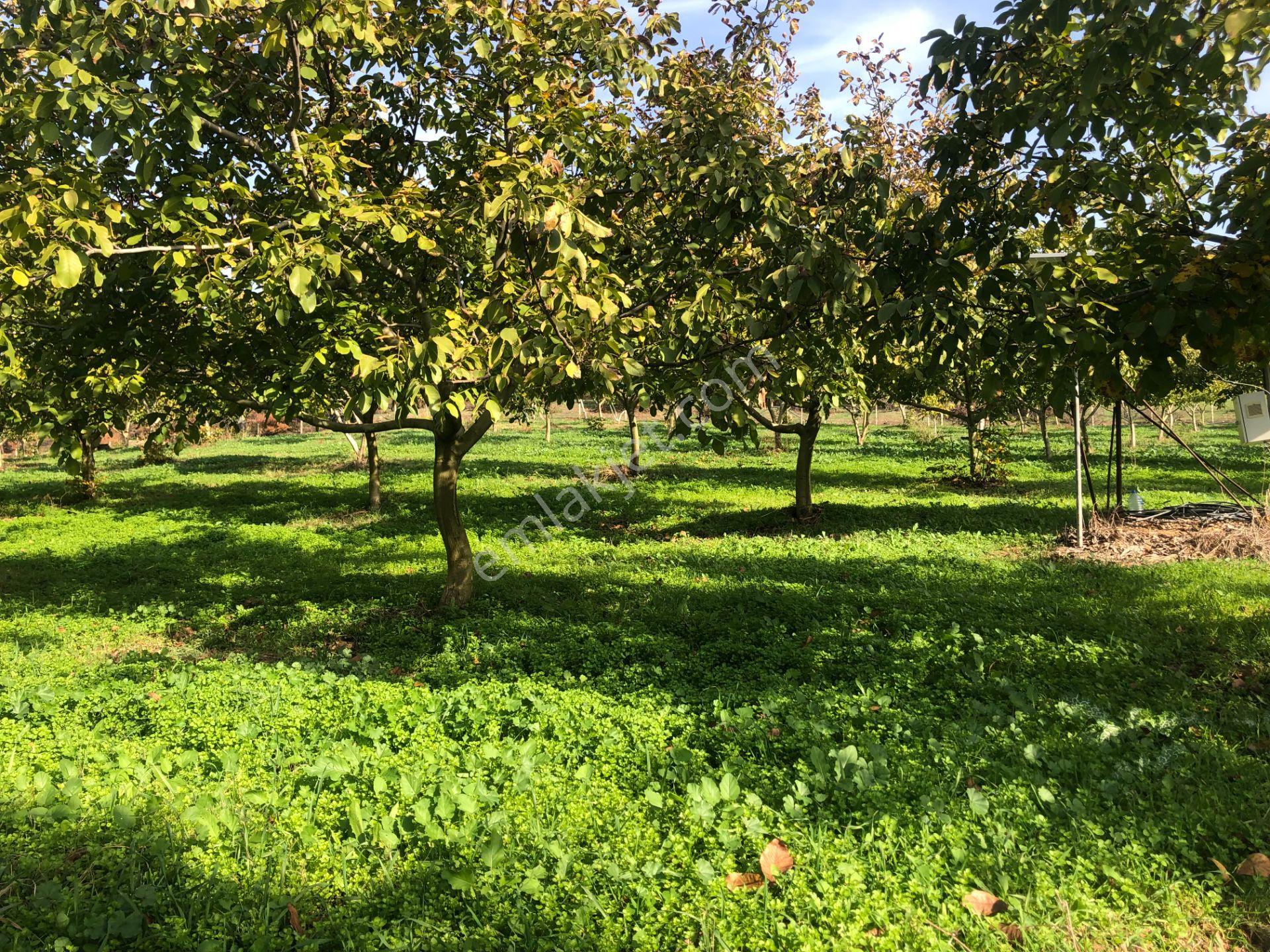 Şarköy De Işık Emlaktan İstiklal Mah De 14500 M2 Cevizlik - Görsel 4