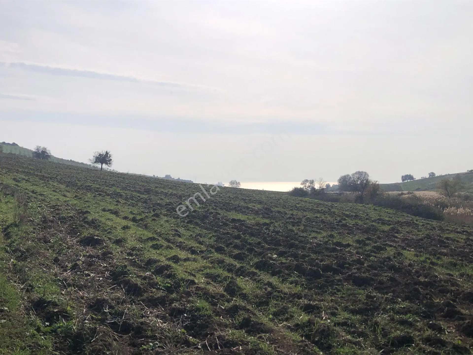 Şarköy De Işık Emlaktan İstiklal Mah De 14500 M2 Cevizlik - Görsel 2