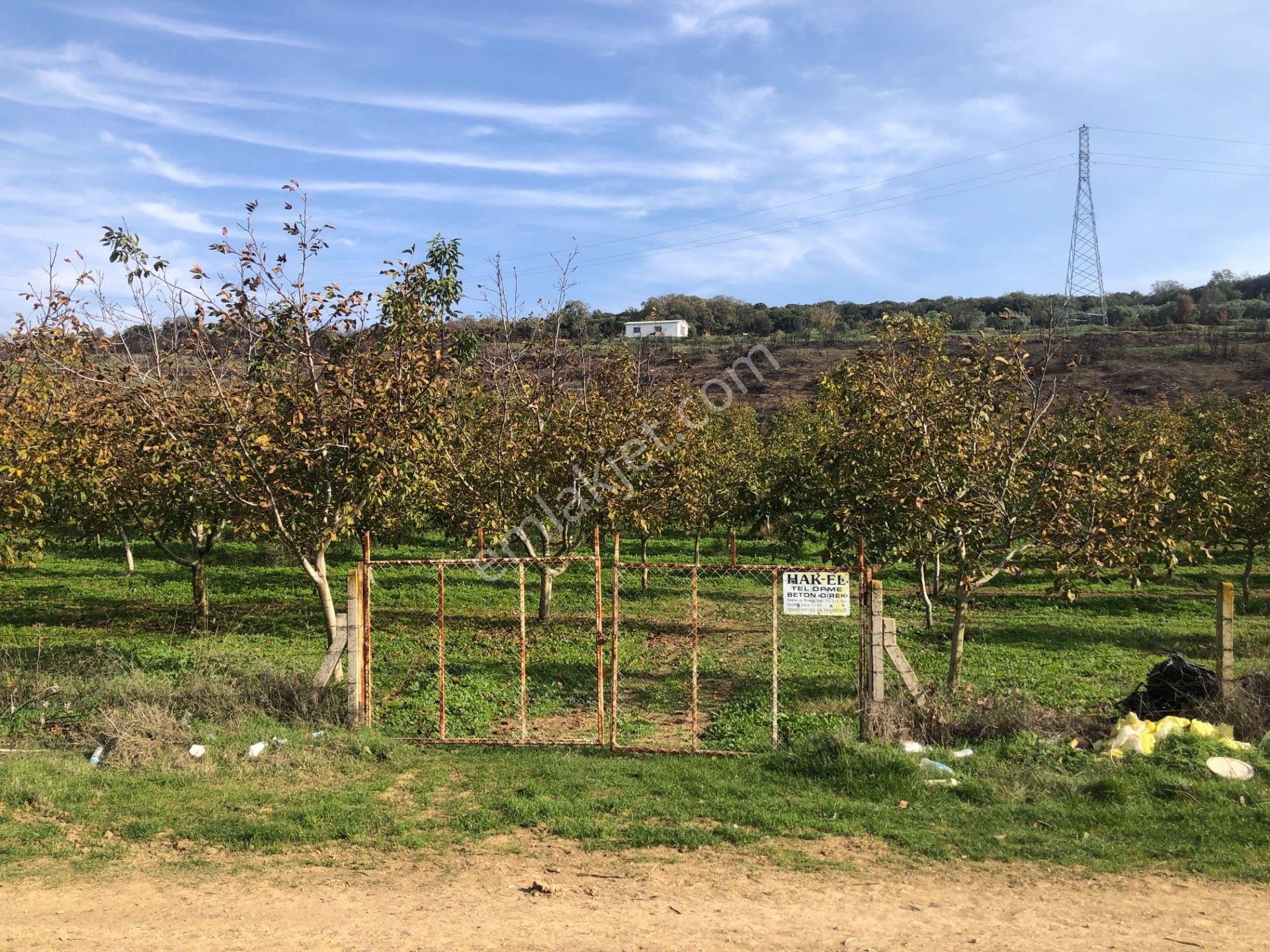 Şarköy De Işık Emlaktan İstiklal Mah De 14500 M2 Cevizlik - Görsel 20