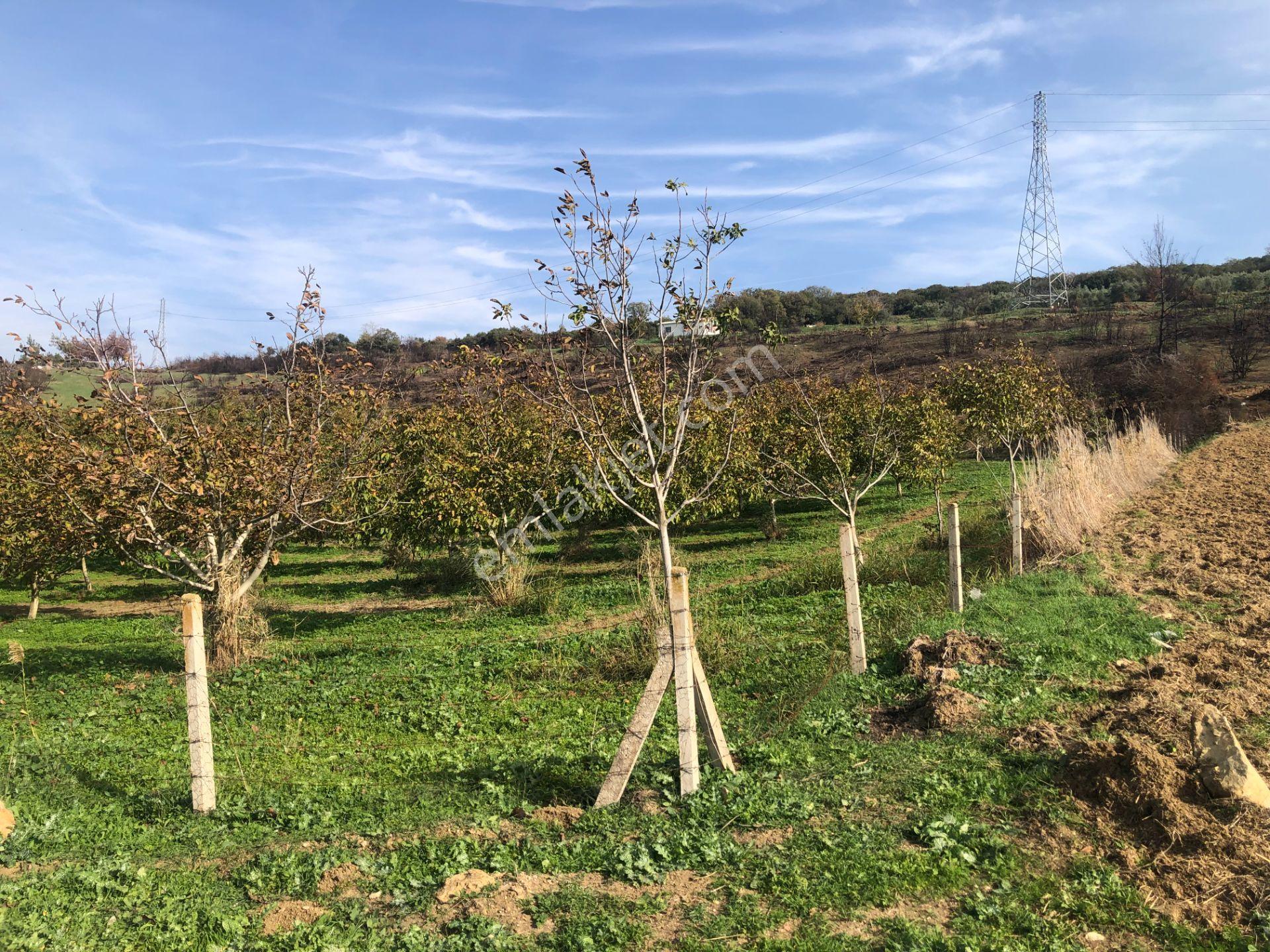 Şarköy De Işık Emlaktan İstiklal Mah De 14500 M2 Cevizlik - Görsel 22