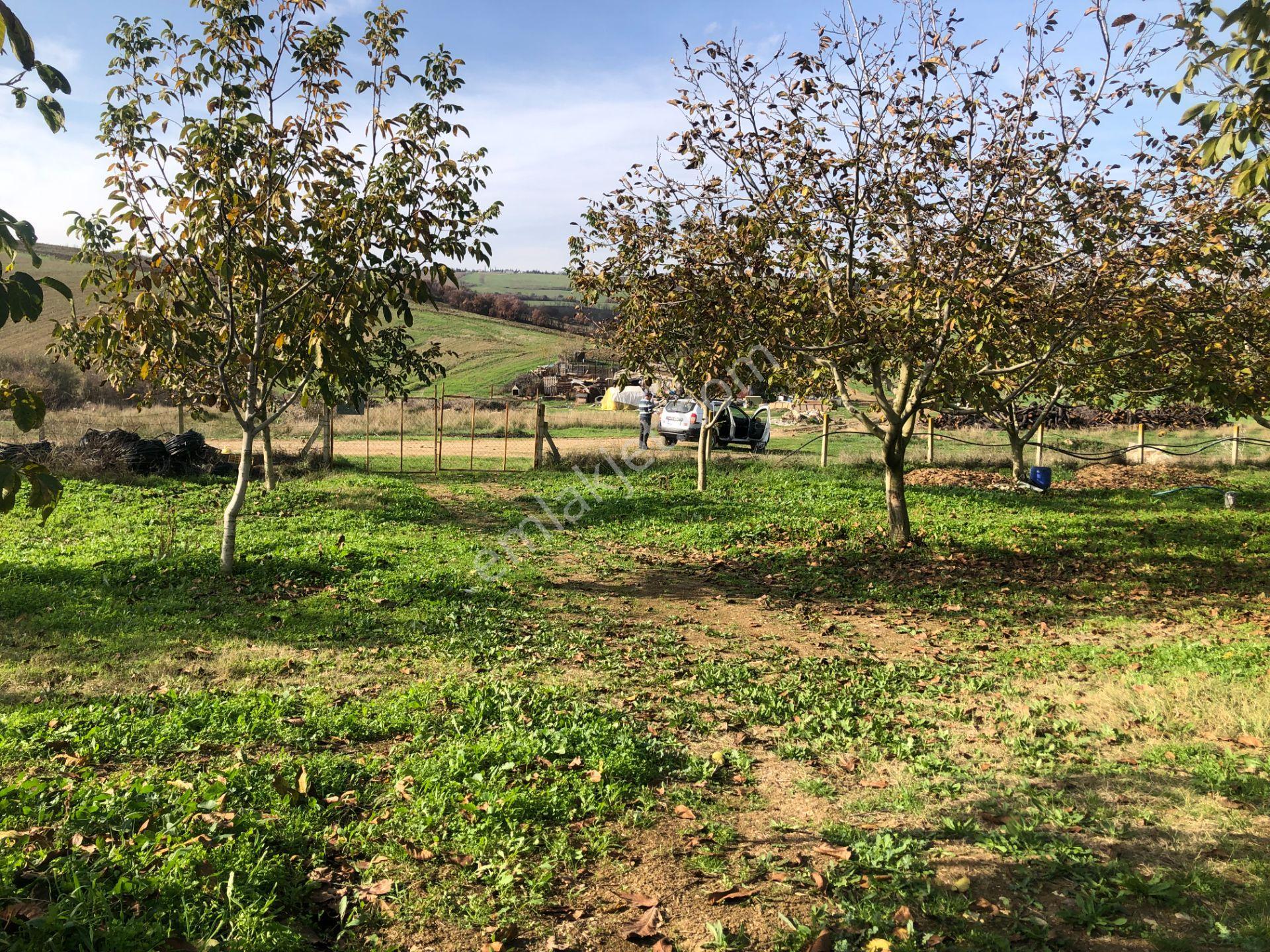 Şarköy De Işık Emlaktan İstiklal Mah De 14500 M2 Cevizlik - Görsel 14