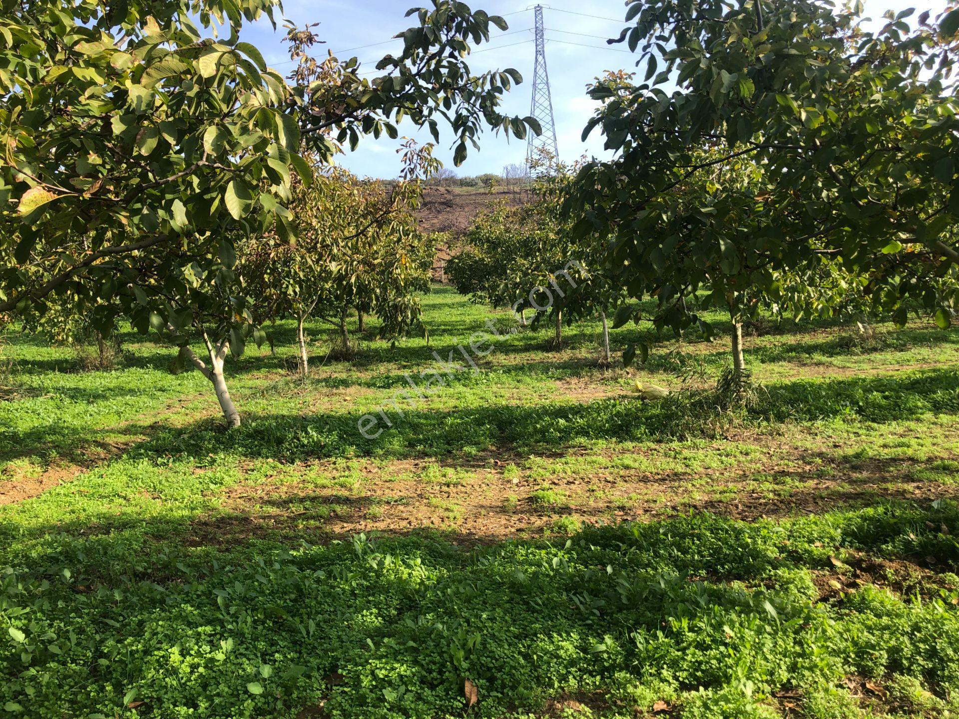Şarköy De Işık Emlaktan İstiklal Mah De 14500 M2 Cevizlik - Görsel 8
