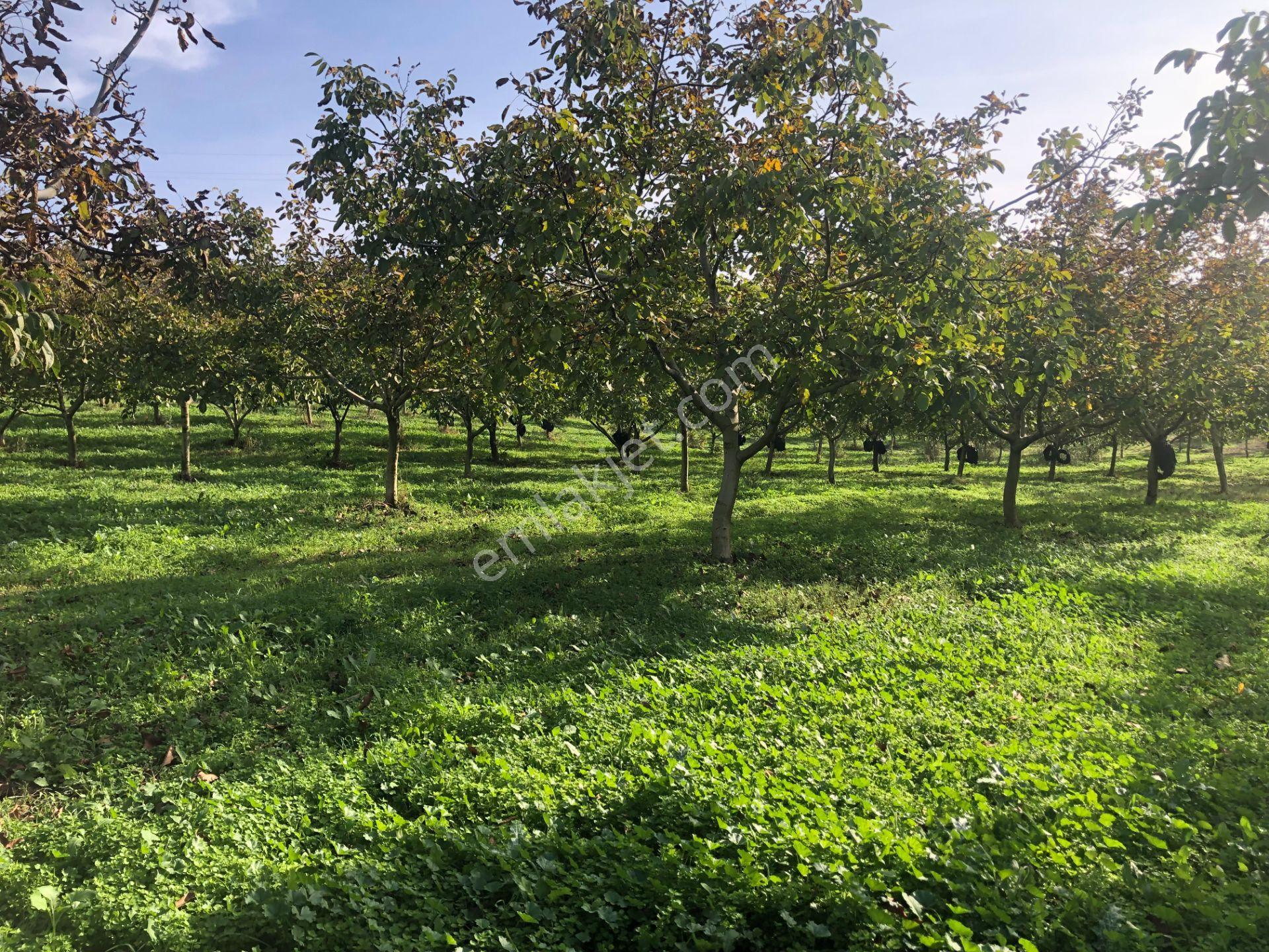Şarköy De Işık Emlaktan İstiklal Mah De 14500 M2 Cevizlik - Görsel 13