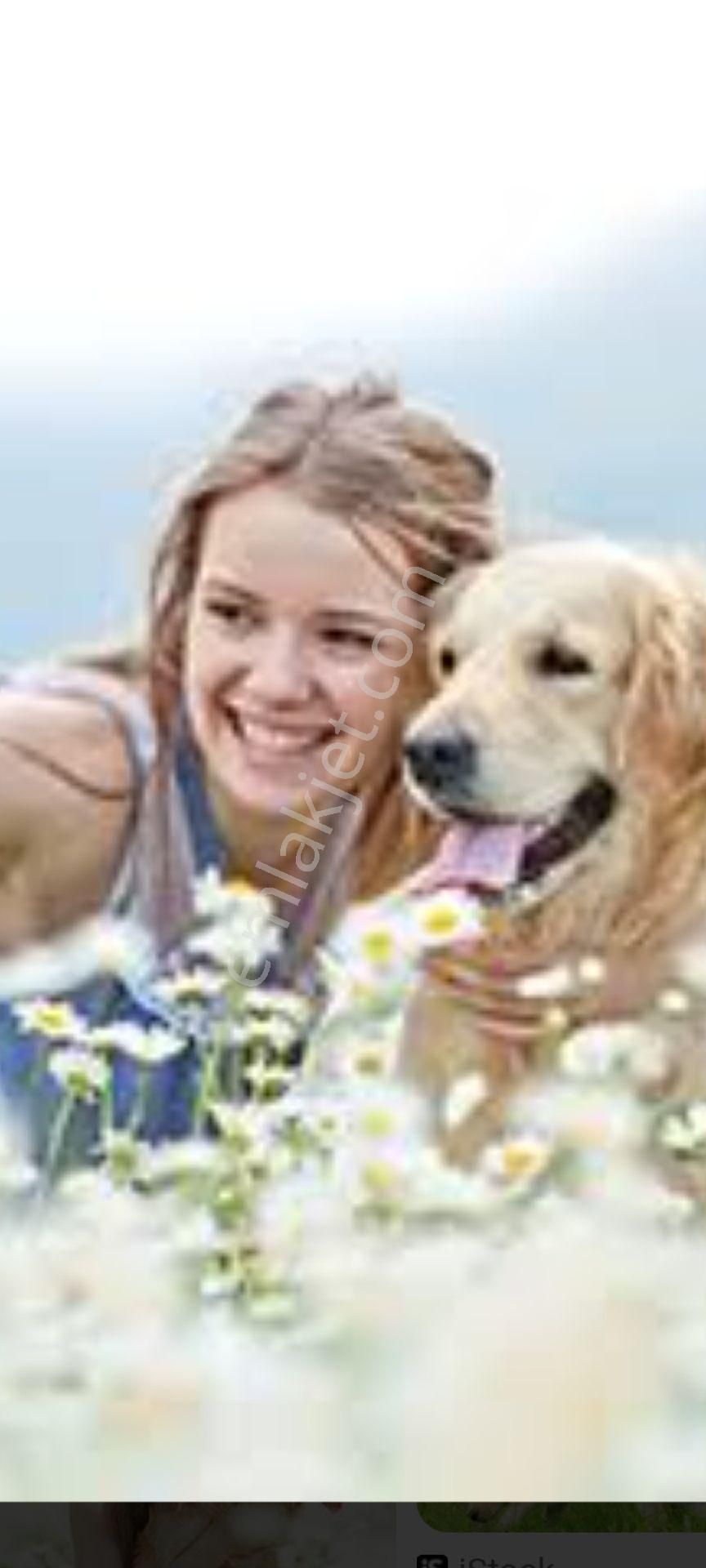 My Ekipdenbursa İznikdeheebütçeyeuygunhobibahçelerihisseli Değil Müstakiltapu - Görsel 32