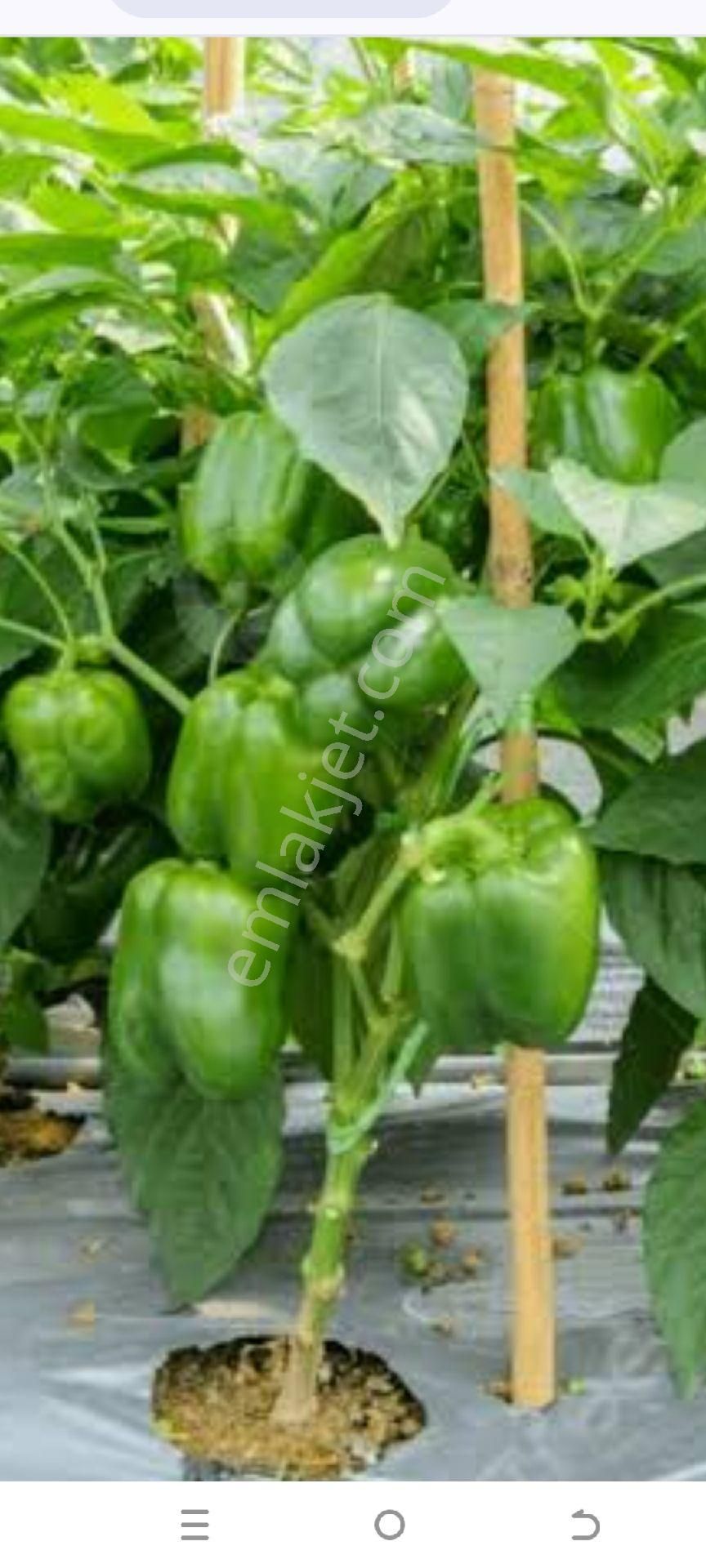 My Ekipdenbursa İznikdeheebütçeyeuygunhobibahçelerihisseli Değil Müstakiltapu - Görsel 27