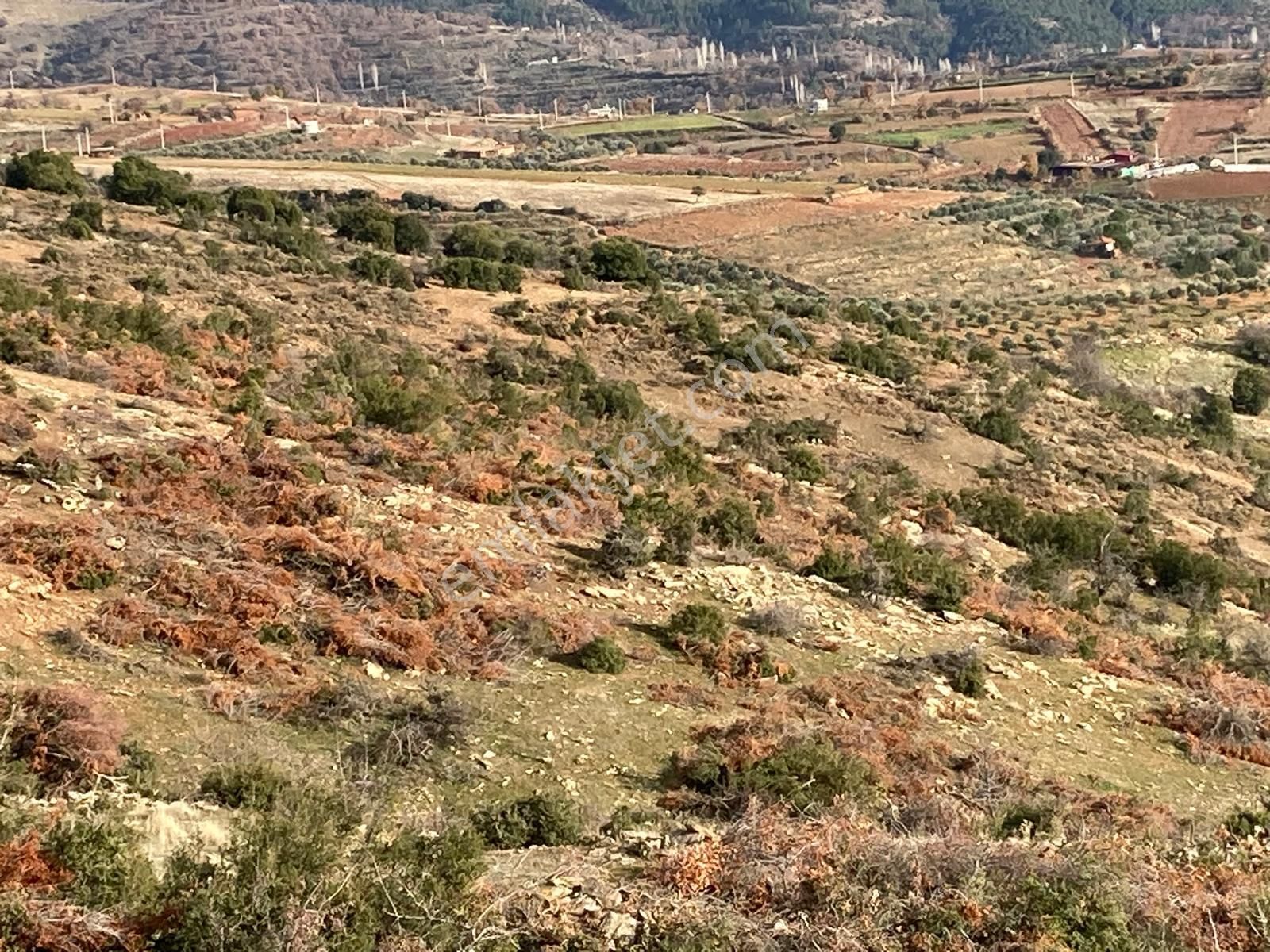 Yaylada Boş Tarla 53.300 M2 Aydın Karacasu - Görsel 4