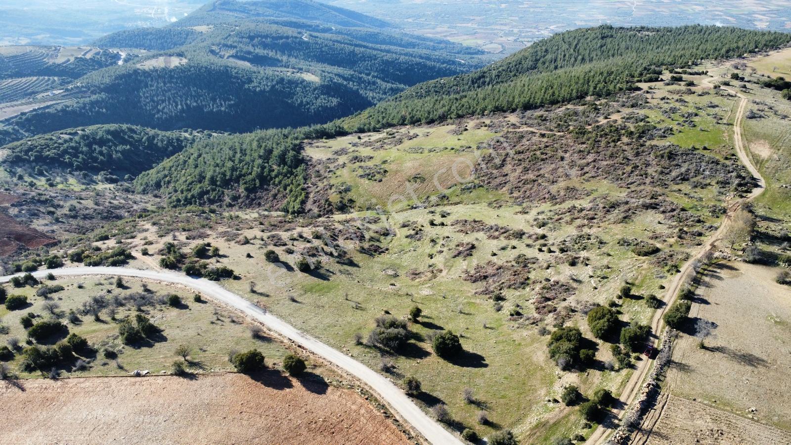 Acil Satılık Yaylada Boş Tarla 53.300 M2 Aydın Karacasu