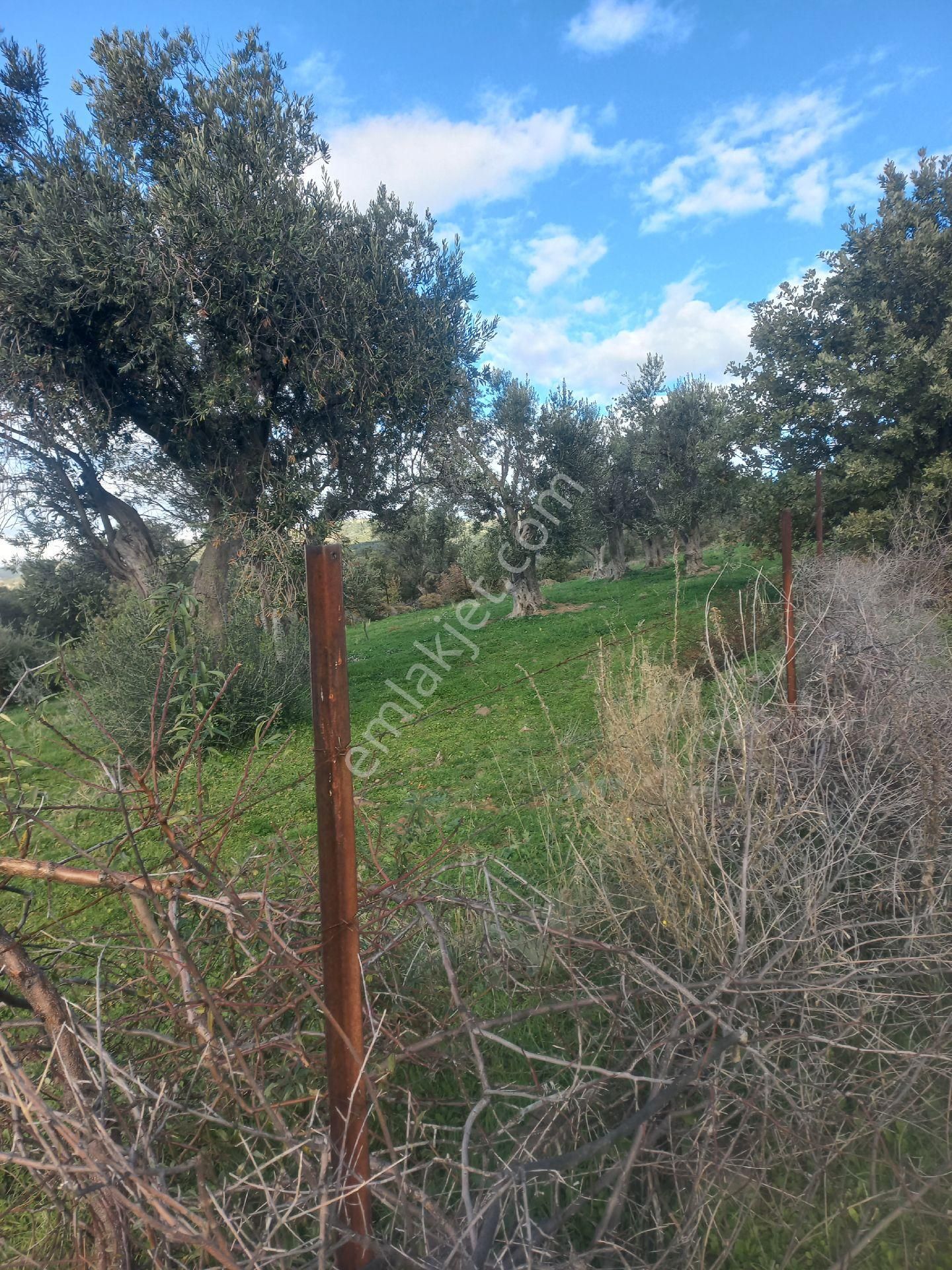 Satılık Müstakiltapu - Görsel 26