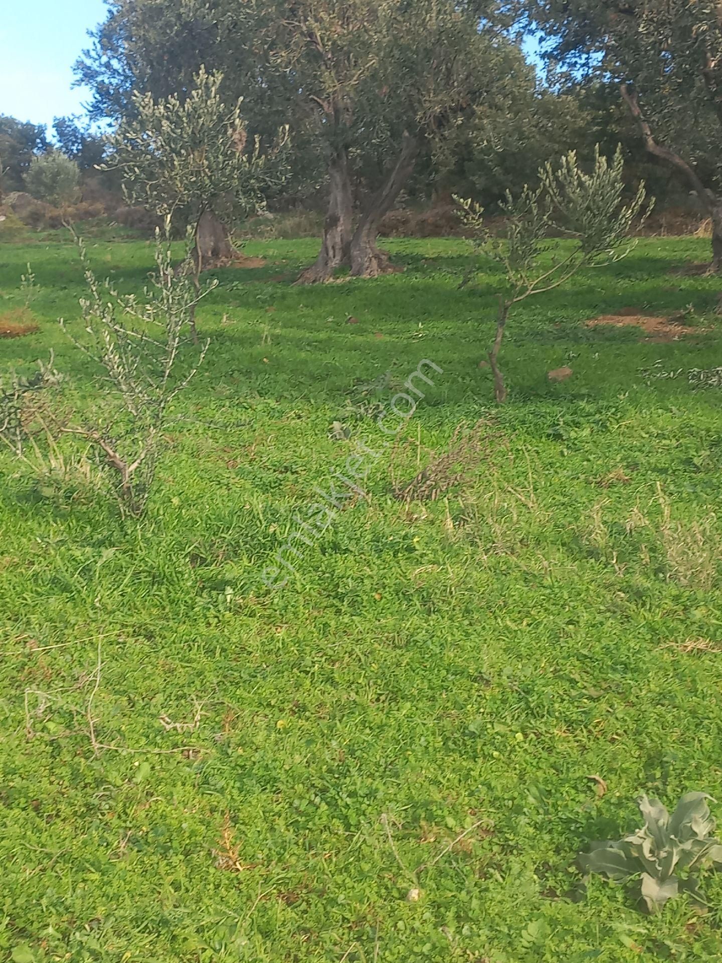 Satılık Müstakiltapu - Görsel 19