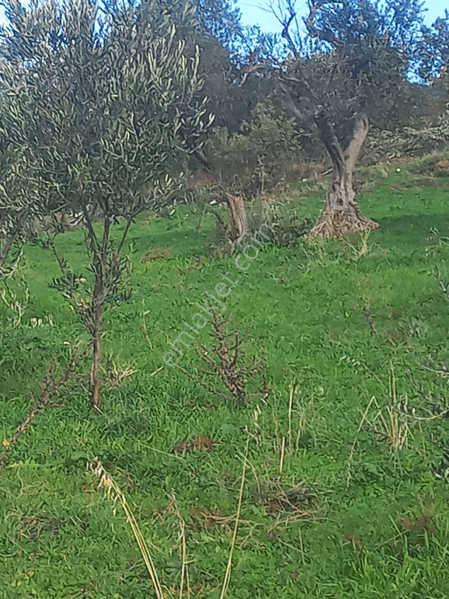 Satılık Müstakiltapu - Görsel 14