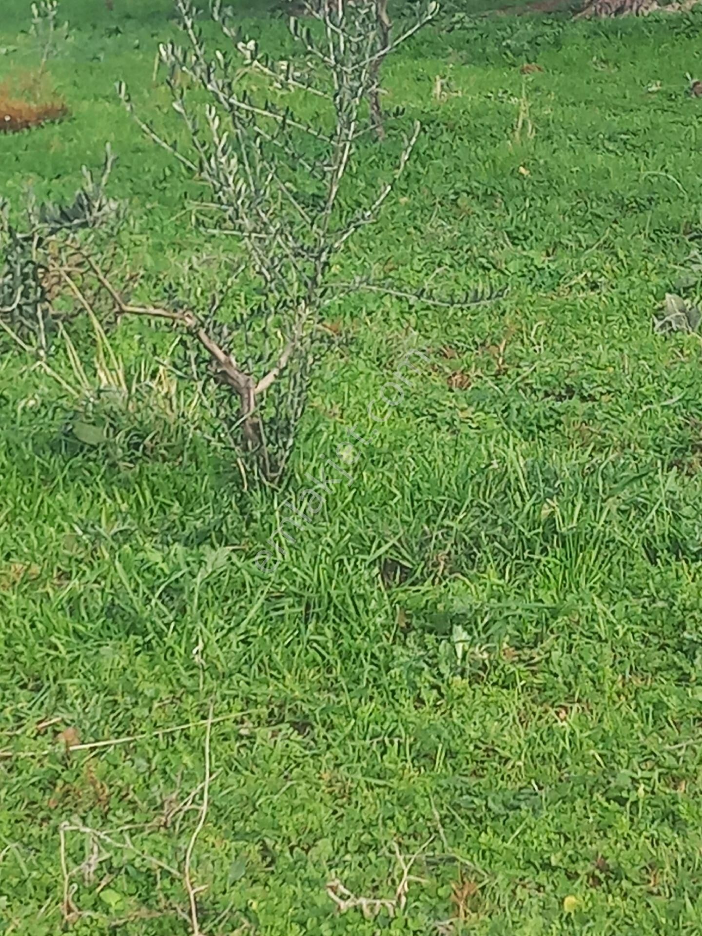 Satılık Müstakiltapu - Görsel 11