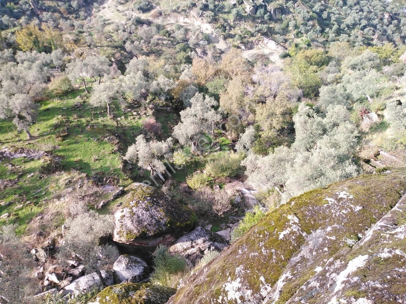 Söke Güzeltepe'de Satılık Zeytinlik - Görsel 3