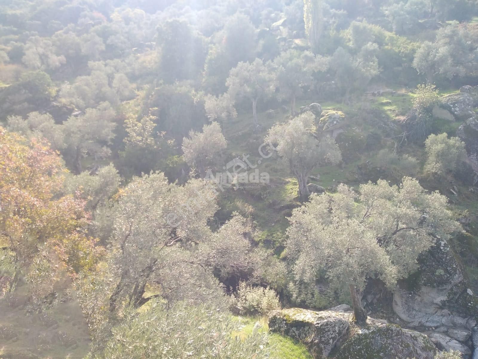 Söke Güzeltepe'de Satılık Zeytinlik - Görsel 2