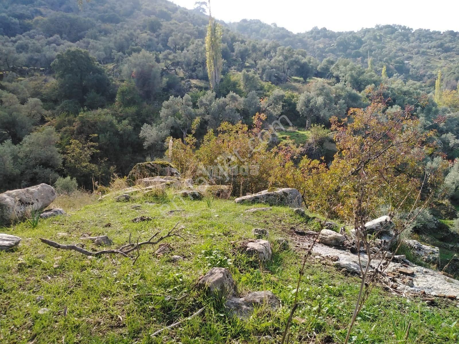 Söke Güzeltepe'de Satılık Zeytinlik