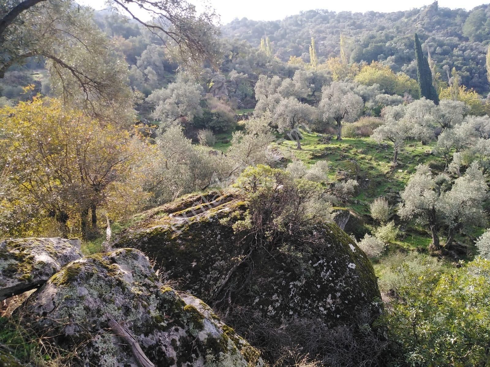 Söke Güzeltepe'de Satılık Zeytinlik - Görsel 7