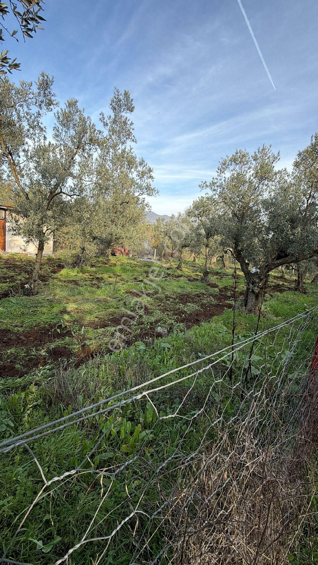 Bursa Emlak Alem-i Çakırlı Da 1.156 M2 Zeytinlik - Görsel 17