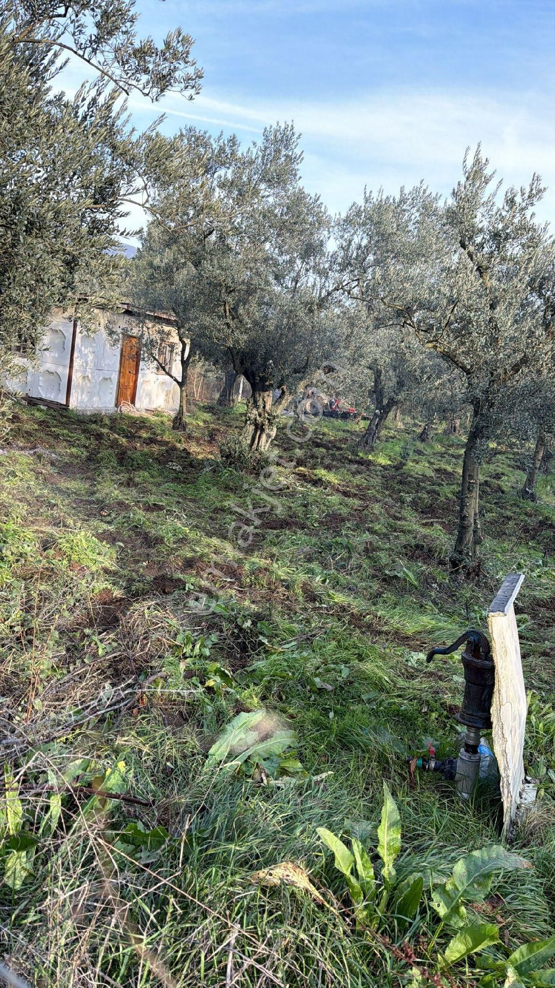 Bursa Emlak Alem-i Çakırlı Da 1.156 M2 Zeytinlik - Görsel 23