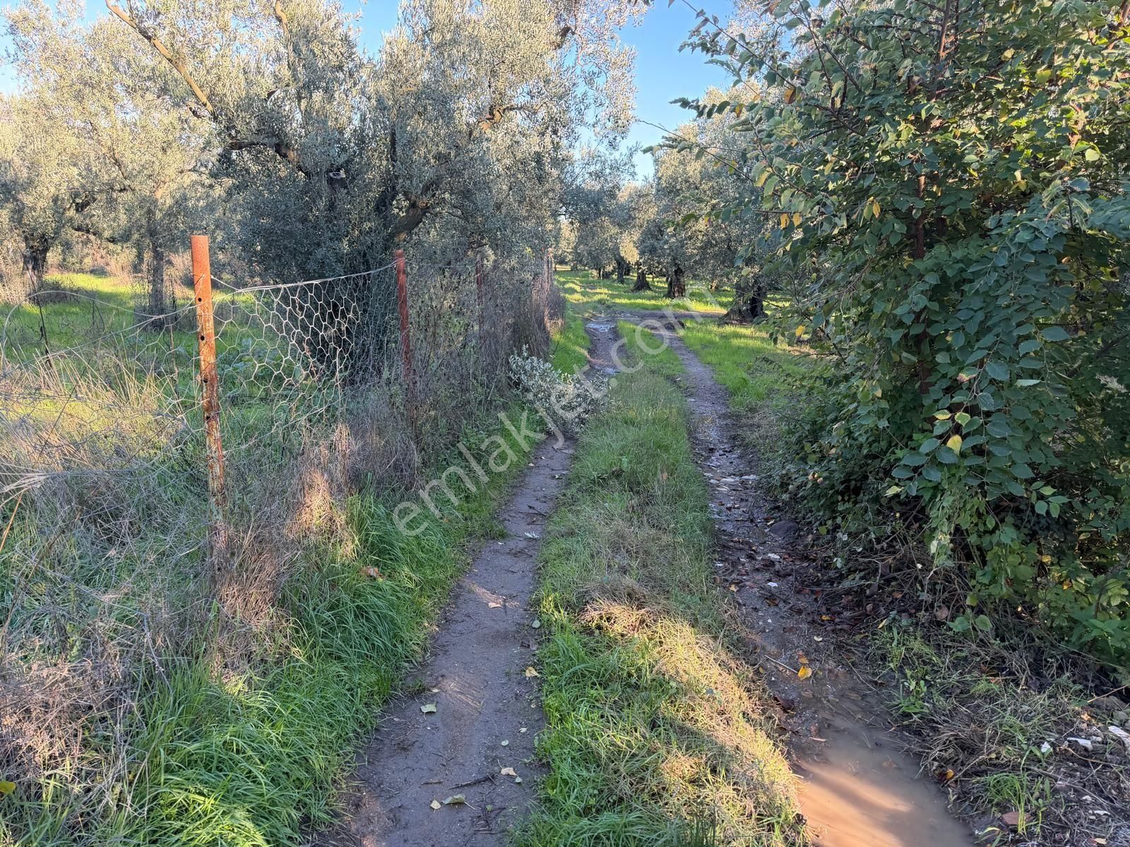 Bursa Emlak Alem-i Çakırlı Da 1.156 M2 Zeytinlik - Görsel 7