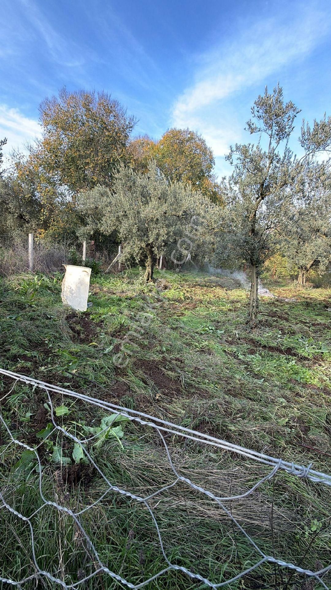 Bursa Emlak Alem-i Çakırlı Da 1.156 M2 Zeytinlik - Görsel 19