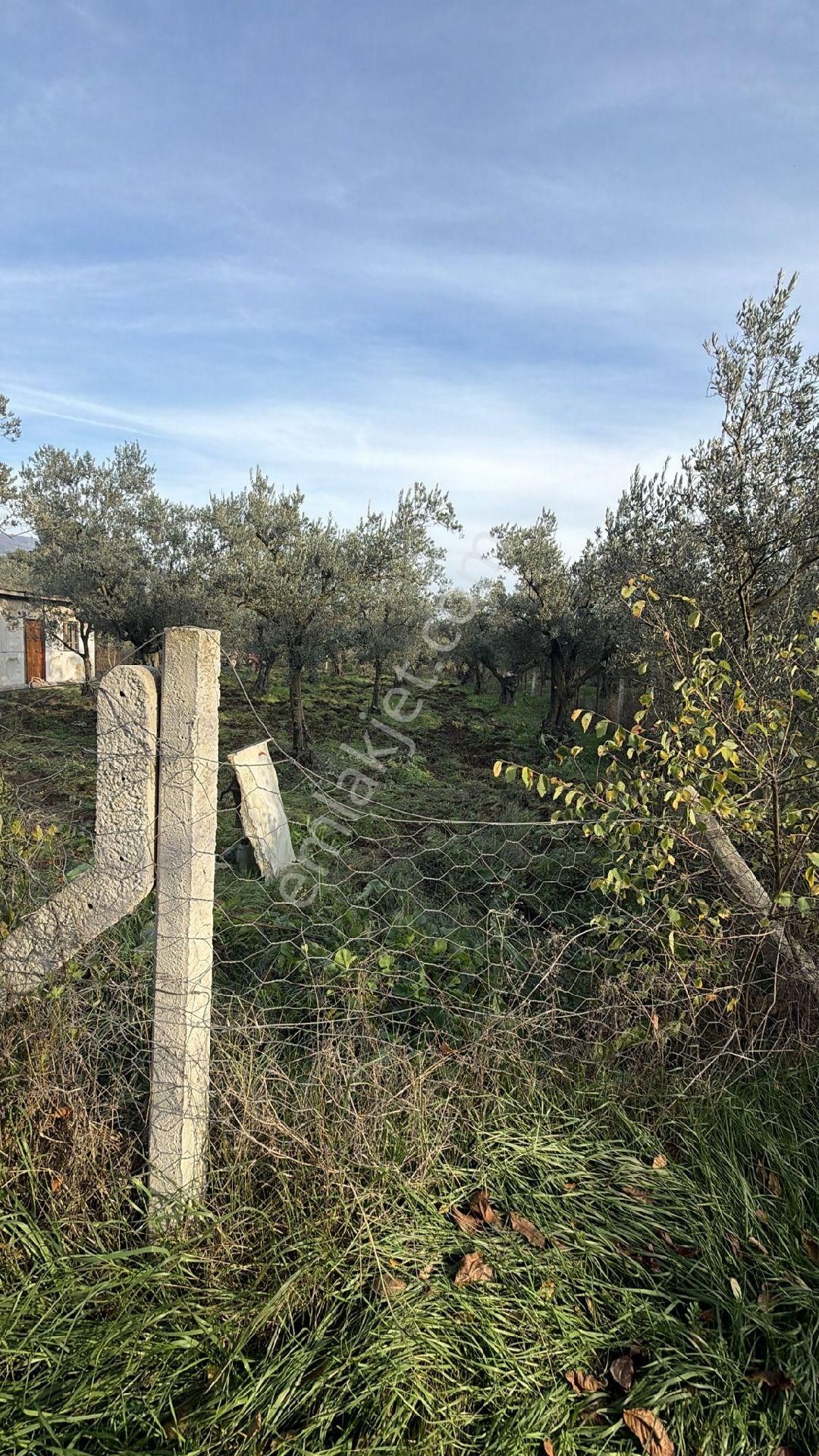 Bursa Emlak Alem-i Çakırlı Da 1.156 M2 Zeytinlik - Görsel 20
