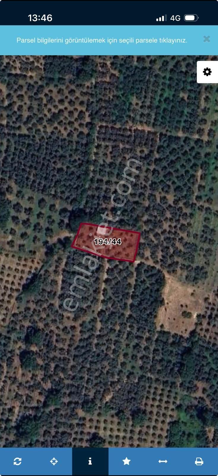 Bursa Emlak Alem-i Çakırlı Da 1.156 M2 Zeytinlik - Görsel 16