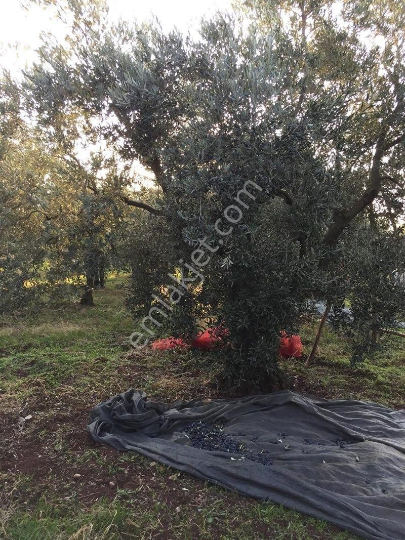 Bursa Nilüfer Gölyazı Da Satılık 6250 M2 Göle Cephe Tarla 12.000.000 Tl - Görsel 7